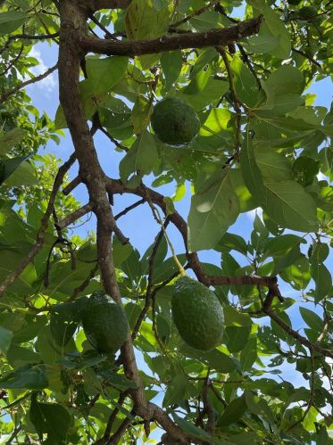 3213 Cherry St, Tampa FL  33607-3115 exterior