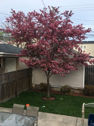 3033 Spaulding Ave, Chicago IL 60618-6808 exterior