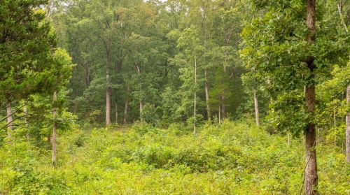 572 Spring Cave Rd, Spring Bluff MO exterior