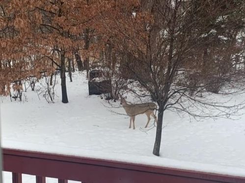 2095 2 St, Saint Paul MN 55110-3208 exterior