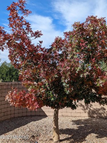 1609 Native Stone Pl, Tucson AZ  85748-7731 exterior