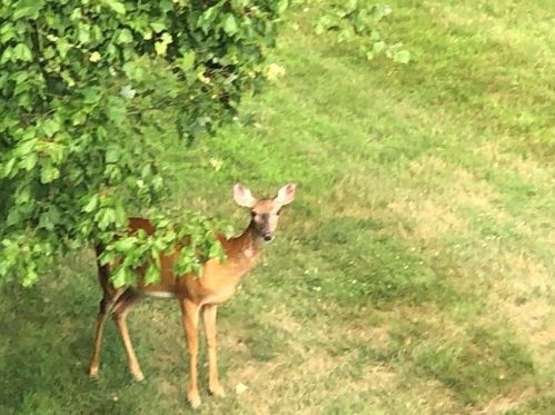 25 Gates Ave, Springfield MA 01118-2302 exterior