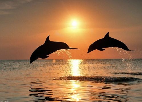 1 Bluebill Ave, Naples FL 34108-1788 exterior