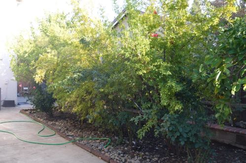 100 John Henry Cir, Folsom CA 95630-8132 exterior