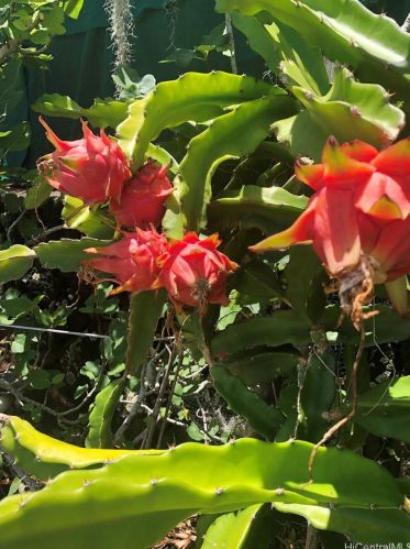 1952 Bertram St, Honolulu HI 96816-2006 exterior