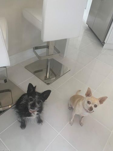 172 Colonade Cir, Naples FL 34103-8712 exterior