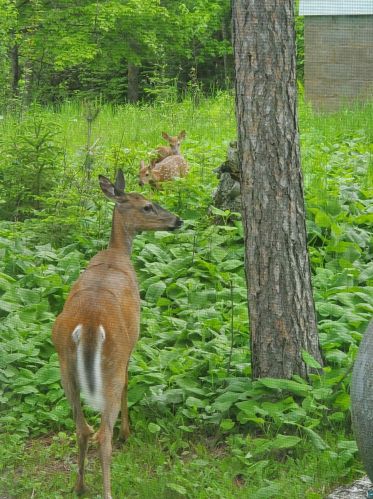 1809 Middle Rd, Duluth MN 55811-1664 exterior