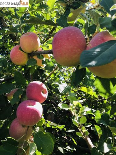 1210 Bentley St, Concord CA 94518-3814 exterior