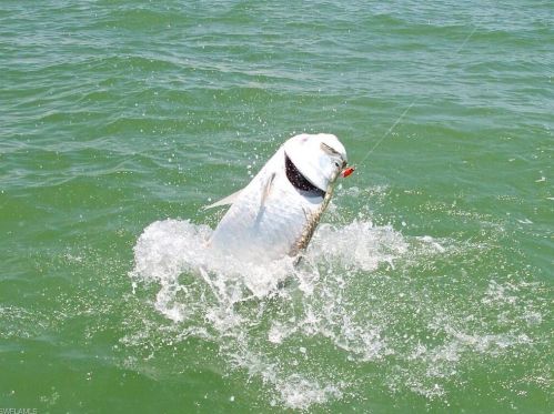 179 Eveningstar Cay, Naples FL 34114-9612 exterior