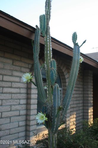 4824 Red Wolf Dr, Tucson AZ 85742-8968 exterior