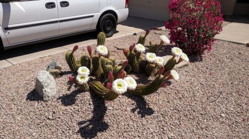 13629 30th St, Phoenix, AZ 85032-6050