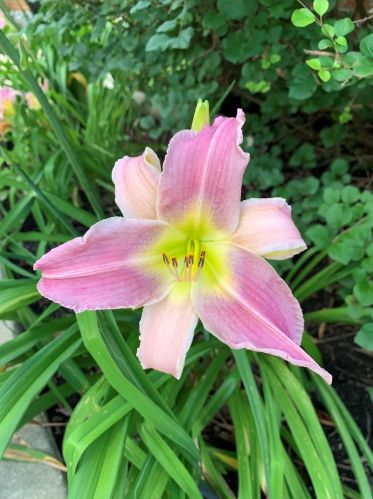 6024 Keating Ave, Chicago IL  60629-5410 exterior