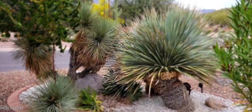 4504 Camino Campero, Tucson AZ  85750-6300 exterior