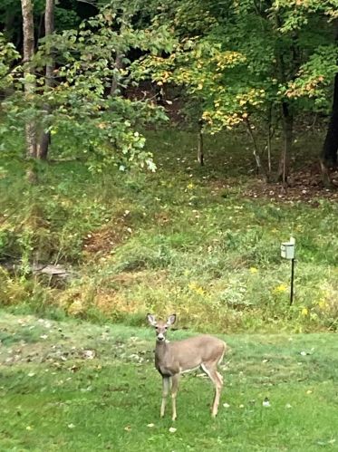 1811 Starr View Ln, Middlevle MI  49333-8066 exterior