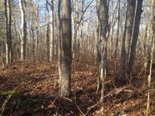 73 Tabor House Rd, Chilmark, MA 02535-1925