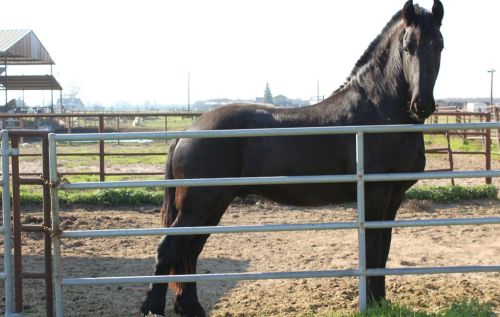 2007 Glenwood Ave, Turlock CA 95380-6237 exterior