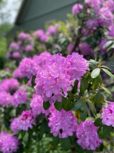 6 Jones Rd, Wallingford CT  06492-4305 exterior