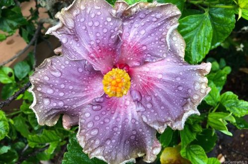 750 Amana St, Honolulu HI  96814-5025 exterior