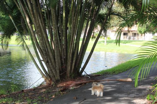 2414 30 Rd, Boca Raton FL 33431-6370 exterior