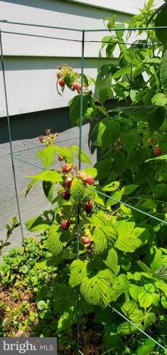 905 1st St, Rockville MD 20850-1444 exterior