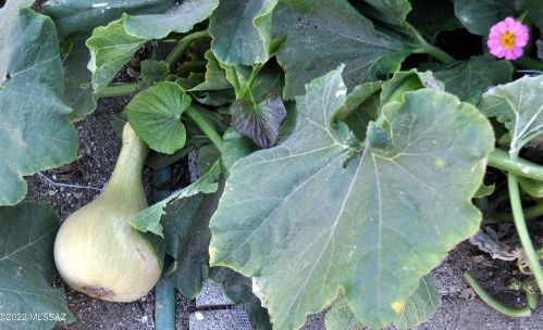 4114 Monte Vis Dr, Tucson AZ 85712-5516 exterior