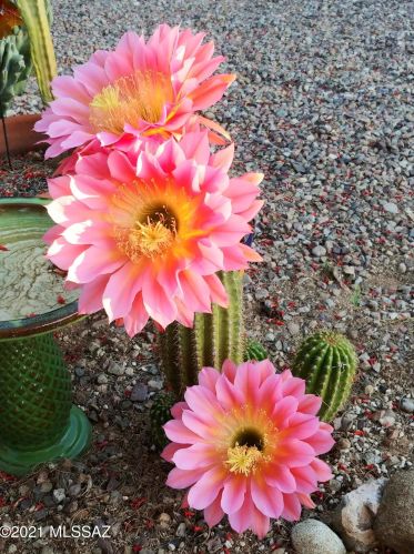 4824 Red Wolf Dr, Tucson AZ 85742-8968 exterior