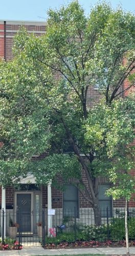 4026 Clark St, Chicago IL  60613-1904 exterior