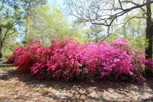 36 Williams Rd, Defuniak Springs FL 32433-5411 exterior