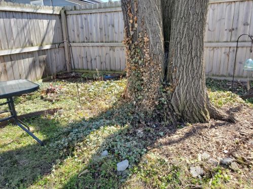 513 Decalb St, Reed City MI 49677-1347 exterior