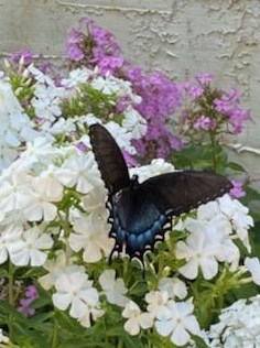 5934 Main St, Maple Plain MN 55359-9359 exterior