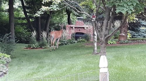 2170 Ryberg Cir, Chaska MN  55318-2887 exterior