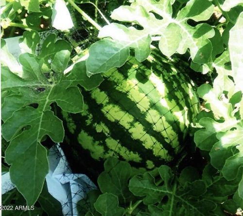 10236 15 Dr, Phoenix AZ 85027-4201 exterior