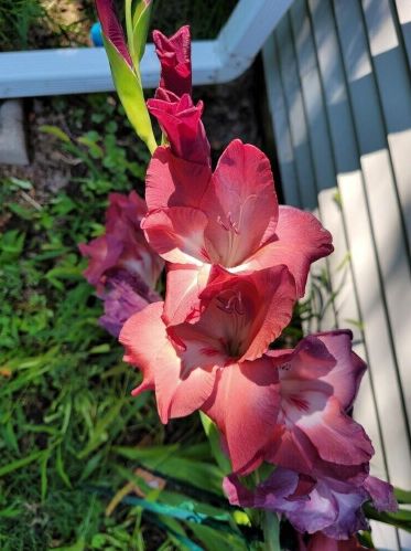 2914 G Ave, Kalamazoo MI  49004-2118 exterior