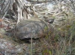 341 Springview Loop, Fort Pierce FL  34986-2664 exterior