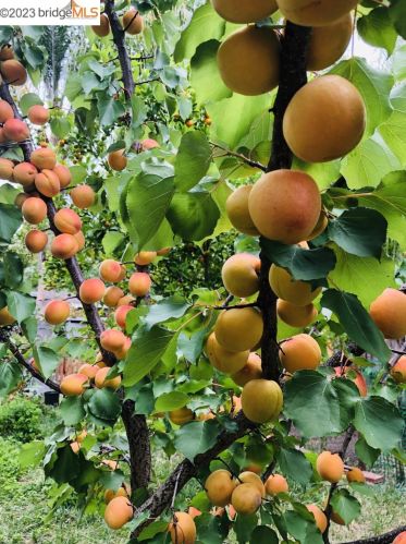 1210 Bentley St, Concord CA 94518-3814 exterior