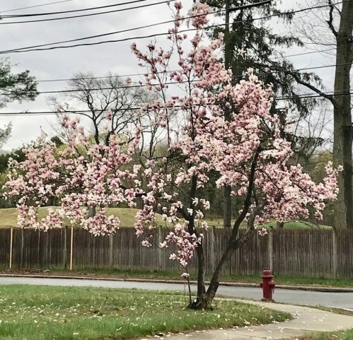 192 Christina St, Newton MA 02461-1937 exterior