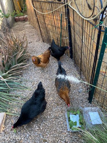 13046 37 Ave, Phoenix AZ 85053-7610 exterior