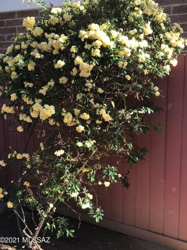 3940 Timrod St, Tucson AZ  85711-4160 exterior