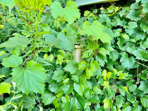 1649 Tyler Rd, Meskegon MI 49445-9320 exterior