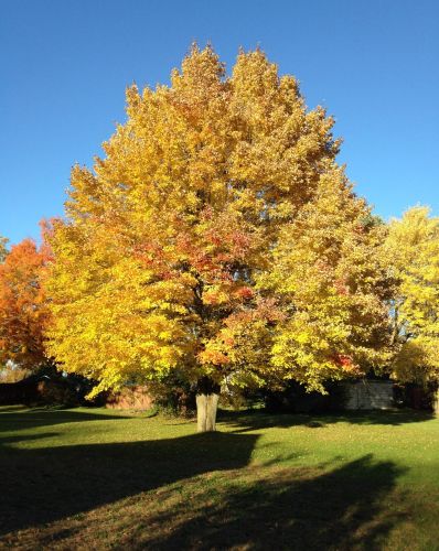 810 Olaf St, Big Rapids, MI 49307-1153