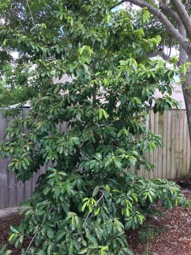 2437 Monterrey Ln, Fort Pierce FL 34953-2032 exterior