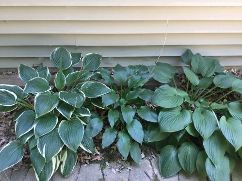 1811 Starr View Ln, Middlevle MI  49333-8066 exterior