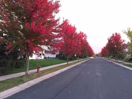 2198 Shamrock Pl, Chaska MN 55318-5405 exterior