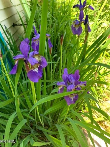 6608 College Ave, Grand Rapids MI 49548-6948 exterior