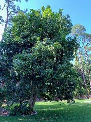 4215 Kathy Ave, Naples FL 34104-4028 exterior