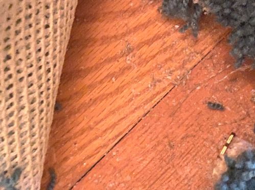 8355 Kedvale Ave, Chicago IL 60624-3529 exterior