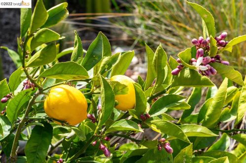 1256 Carrison St, Berkeley CA 94702-2410 exterior