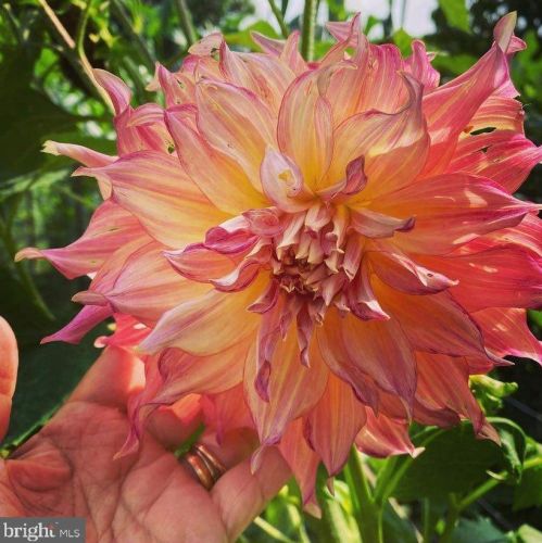 3 War Admiral Ln, Media PA 19063-5238 exterior