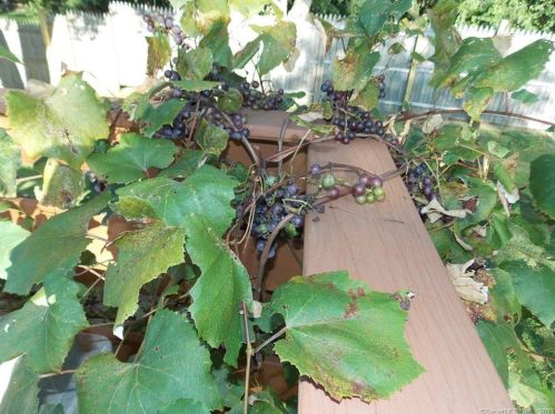 533 Putnam Rd, Killingly CT 06239-2006 exterior