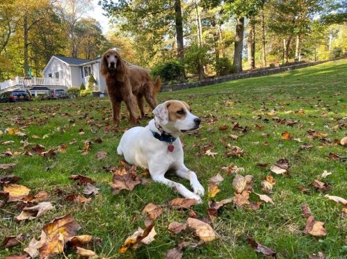 1 Elizabeth Pl, Armonk NY 10504-1428 exterior